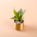 Load image into Gallery viewer, Mini Snake Plant With Metal Planter