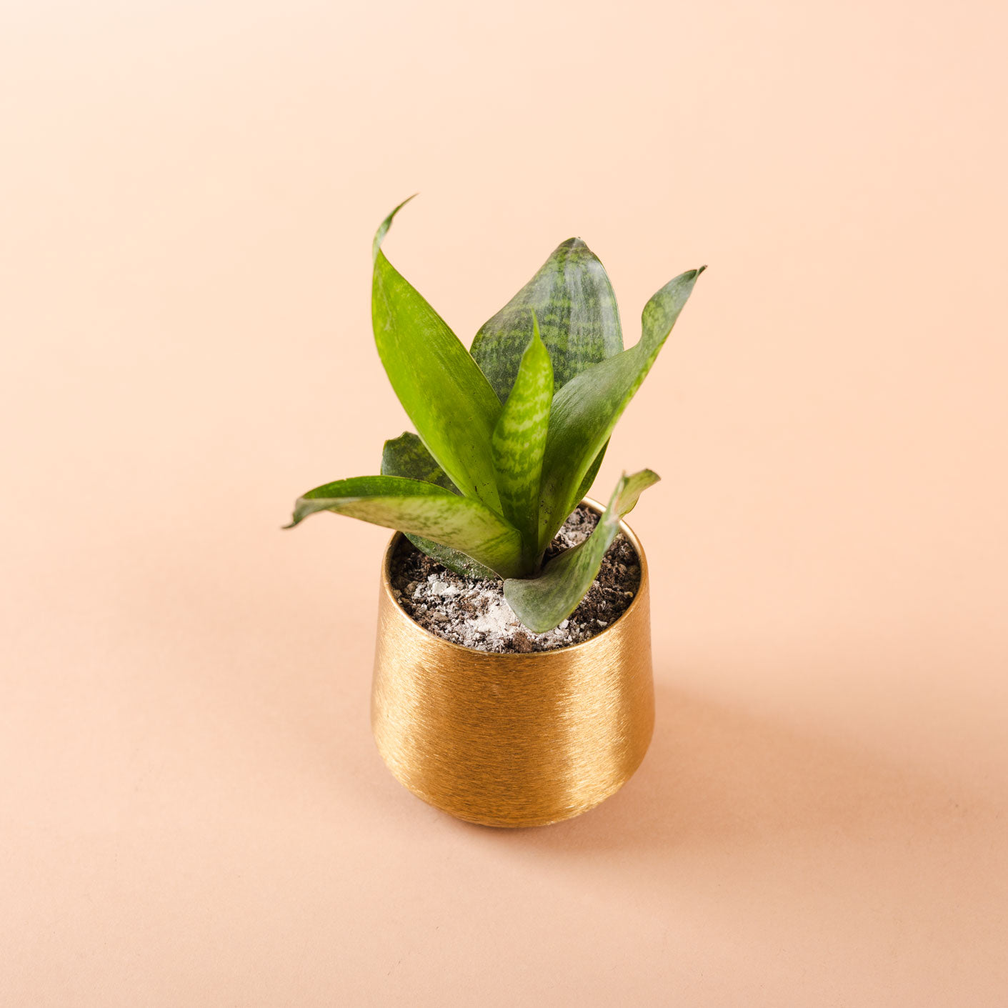 Mini Snake Plant With Metal Planter
