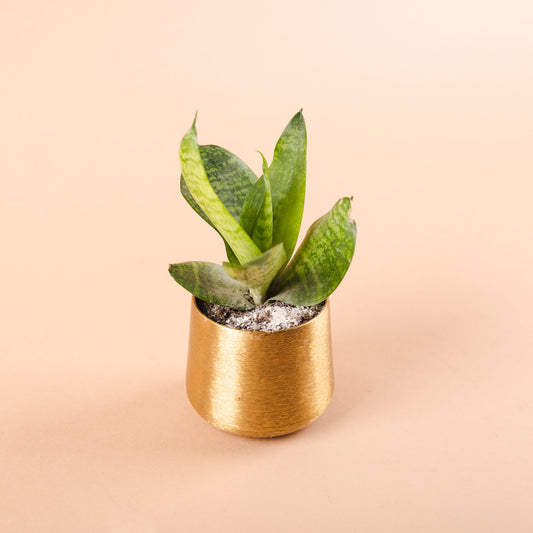 Mini Snake Plant With Metal Planter